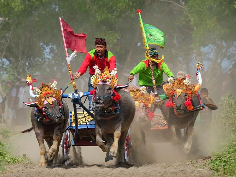 Catat Tanggalnya: Mekepung, Balapan Kerbau Khas Jembrana