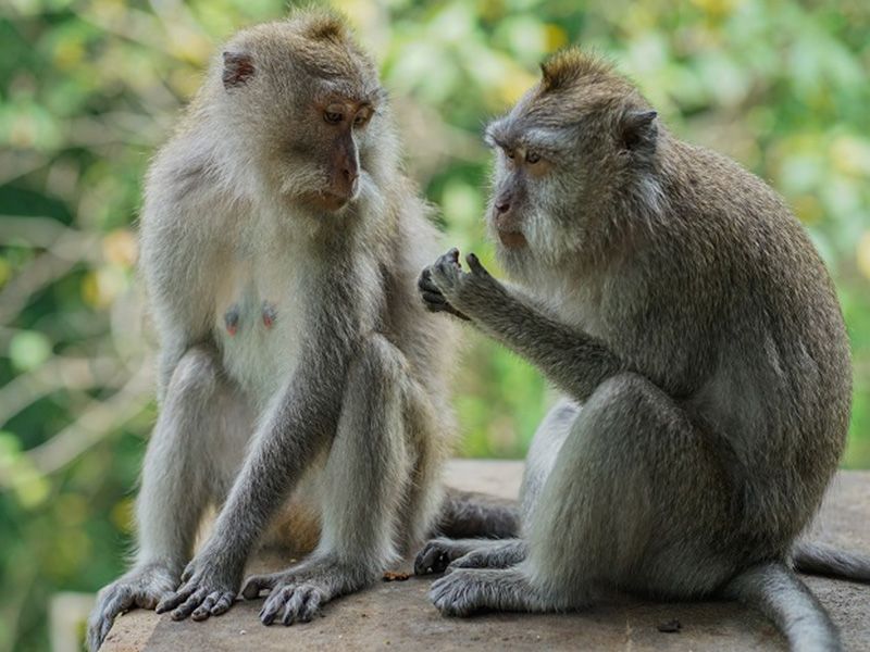 Most Visit Destination in Bali: Ubud Monkey Forest